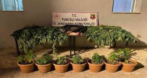 Nazımiye ilçesinde, evini kenevir bahçesine çeviren şüpheli yakalandı