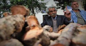 Şifa deposu olarak bilinen ışkın otu kökü tezgahtaki yerini aldı