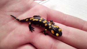 Çemişgezek ilçesinde Ateş Semenderinin popülasyonu inceleniyor