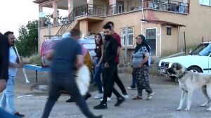 Çemişgezek ilçesinde kendinden geçmiş halde davul çalıyordu, köpeğin havlaması ile neye uğradığını şaşırdı