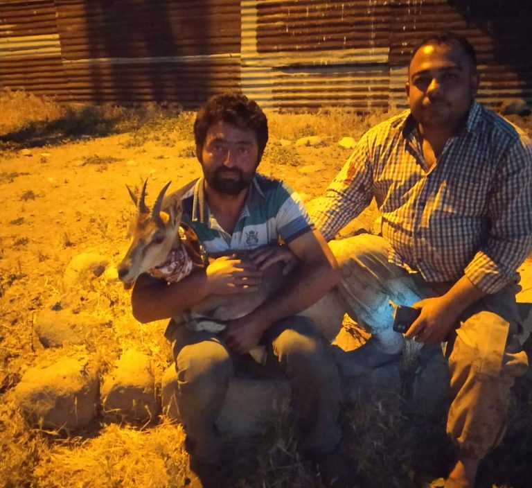 Köpeklerin saldırısına uğrayan yavru yaban keçisini vatandaşlar kurtardı