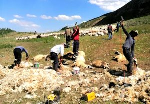 Tunceli’de 3 bin 500 rakımda koyun kırkma mesaisi