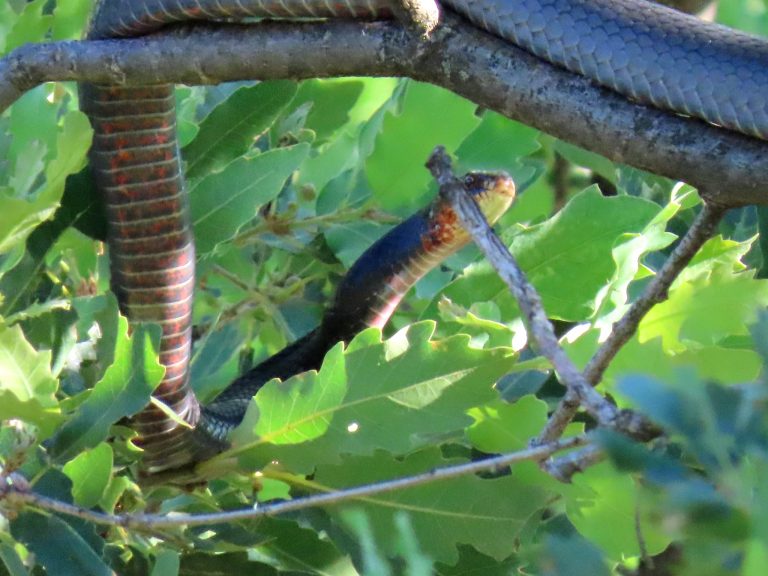 Çemişgezek ilçesinde ağacın zirvesine çıkan dev yılan görüntülendi