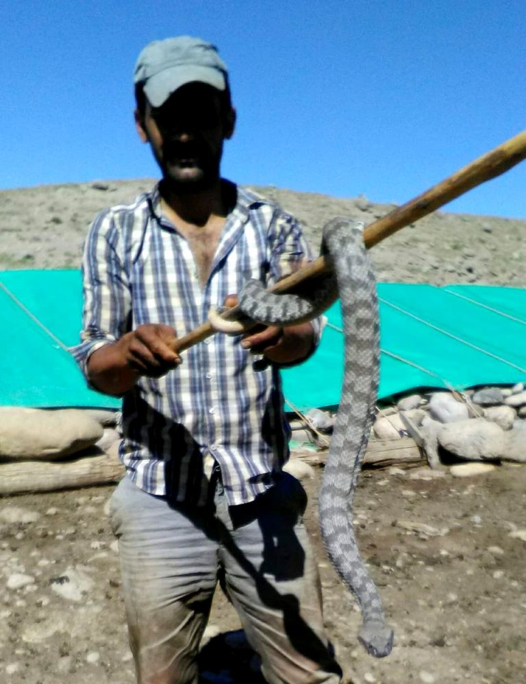 Kuzu Ağılına giren Koca Engerek Yılanını sopa yardımıyla çıkardı