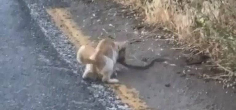 Yılanın kurtulma çabası sonuç vermedi, kediye yem oldu