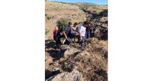 Kaçan keçiyi yakalamak isterken kayalıktan yuvarlanarak yaralandı