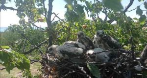 Kayısı ağacına atmaca yuva yapınca hasat yapmadı