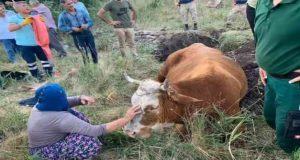 Yaşlı kadının tek geçim kaynağı olan ineği, kullanılmayan su kuyusuna düştü