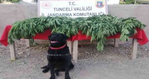 Nazımiye ilçesinde uyuşturucu madde ele geçirildi