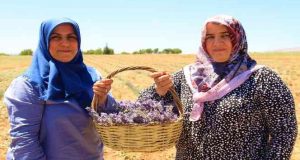 Gelin ve görümce sırt sırta verdi, ektikleri lavanta bahçesinden ilk hasat alındı