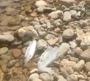 Çemişgezek ilçesinde balık tutmaya giden iki arkadaş, gördükleri karşısında şaşkınlık yaşadı