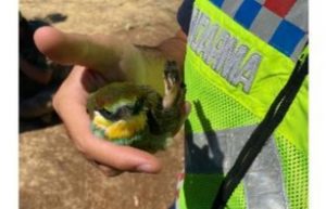 Kanadı kırık arı kuşu tedavi altına alındı