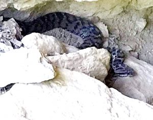 Tunceli’de bir vatandaş tarafından zehirli “Wagner Kaya Engereği” fotoğraflandı