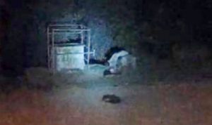 Boz ayılar, Pülümür de ilçe merkezine kadar indi. Çöp konteynerinde karınlarını doyurdu