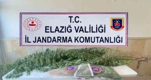 Varil içerisine zulalanmış 36 kök kenevir ele geçirildi