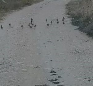 Hozat ilçesinde yol ortasındaki Çil Keklik sürüsü güzel görüntüler oluşturdu