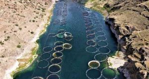 Denizi olmayan Elazığ balık ihracatından 29 milyon dolar gelir elde etti, hedef 50 milyon dolar