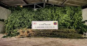 Elazığ’da 68 kök kenevir ve 25 kilogram kubar esrar maddesi ele geçirildi