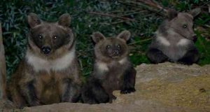 Pülümür ilçesinde Anne ayı ve yavruları, patlayan flaşlara aldırmadan karnını doyurdu