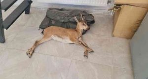 Yaralı halde bulunan dağ keçisi tedavi altına alındı