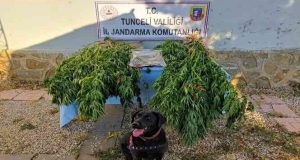 Tunceli’de 400 gram kubar esrar ve 46 kök kenevir ele geçirildi