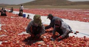 Mevsimlik işçi öğrencilerin büyük başarısı: Biri hukuk fakültesini kazandı, diğeri Türkiye ikincisi oldu