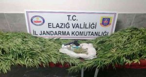 Keban ilçesinde bir evin damına ve bahçesine ekili kenevir ele geçirildi