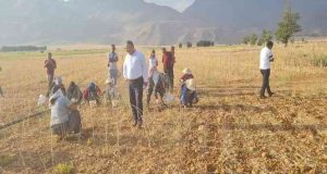 Coğrafi işaretli Tunceli sarımsağının ilk hasadı yapıldı