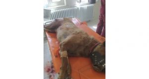 Elazığ’da vahşet, bir köpeği 7 yerinden bıçaklayarak öldürdüler