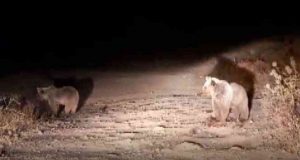 Bozayılar Pülümür ilçesini mesken tuttu