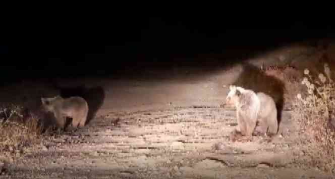 Bozayılar Pülümür ilçesini mesken tuttu