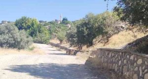 Koruma altındaki dağ keçileri Çemişgezek ilçe merkezini mesken tuttu