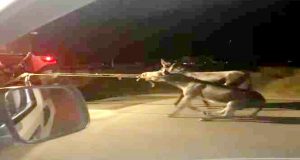 Traktörün arkasına bağladığı 2 eşeği ana yolda götüren sürücü tepki çekti