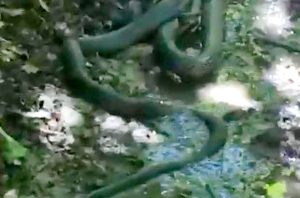Çemişgezek te 2 metre uzunluğundaki iki kara yılanın birbirine yemeye çalışması ilginç görüntüler oluşturdu