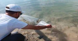 Pertek ilçesi Günboğazı göletine 100 bin pullu sazan yavrusu bırakıldı