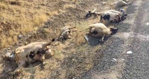 Otomobil koyun sürüsüne çarptı: 12 koyun telef oldu