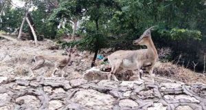 Çemişgezek ilçesinde dağ keçileri, evlerin yakınlarında insanlardan korkmadan geziyor