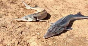 Çemişgezek ilçesinde amatör balıkçının oltasına Sibirya Mersin balıkları takıldı