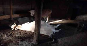 Pülümürlü ailenin tek geçim kaynakları yangında telef oldu