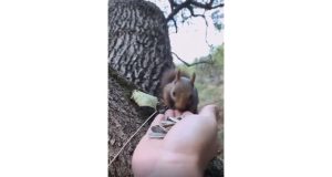 Munzur vadisinde gördüğü sincaba elleriyle çekirdek yedirdi. O anları cep telefonuyla görüntüledi