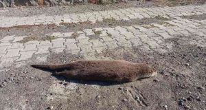 Suda yaşayan canlıya karayolunda araba çarptı