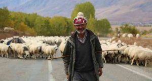 Yaylacıların günler süren belgesel tadında zorlu yolculuğu