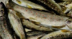 Tunceli’de sportif amaçlı Alabalık avcılığı yasaklandı