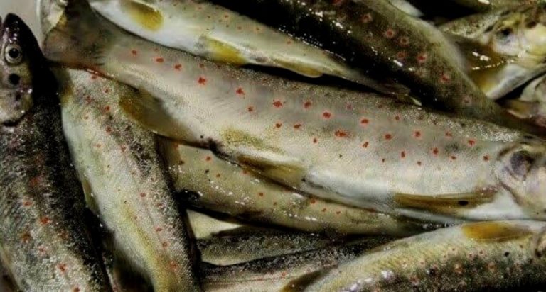 Tunceli’de sportif amaçlı Alabalık avcılığı yasaklandı