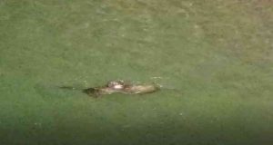 Nesli tükenme tehlikesiyle karşı karşıya olan Su Samurları Munzur Çayında dans ederlerken görüntülendi