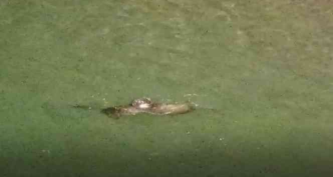 Nesli tükenme tehlikesiyle karşı karşıya olan Su Samurları Munzur Çayında dans ederlerken görüntülendi