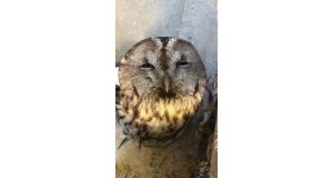 Tunceli’de yaralı halde bulunan alaca baykuş tedavi altına alındı