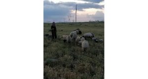 Elazığ’da köpeklerin saldırısına uğrayan 3 koyun telef oldu, çoban ise canını zor kurtardı