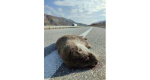 Tunceli’de nesli tükenme tehlikesi bulunan su samuru, karayolunda telef oldu