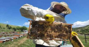 Nazımiye ilçesinden Kanada ya organik bal